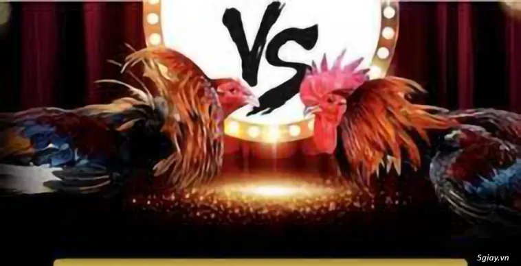 Kinh Nghiệm Chơi Đá Gà Hi88 Hiệu Quả Từ Cao Thủ Cá Cược Trực Tuyến