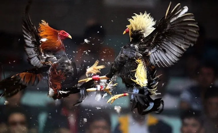 Kinh Nghiệm Thực Chiến Đá Gà Sabong Tại Hi88 Dễ Thắng Và Sinh Lời Cao 1 Kinh Nghiệm Thực Chiến Đá Gà Sabong Tại Hi88 Dễ Thắng Và Sinh Lời Cao