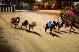 Bí Quyết Chơi Game Nhanh Đua Chó Hi88 Hiệu Quả Và Nắm Kèo Chuẩn Xác