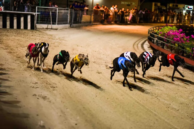 Bí Quyết Chơi Game Nhanh Đua Chó Hi88 Hiệu Quả Và Nắm Kèo Chuẩn Xác