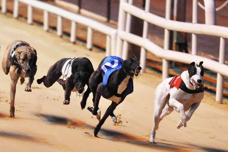 Bí Quyết Chơi Game Nhanh Đua Chó Hi88 Hiệu Quả Và Nắm Kèo Chuẩn Xác